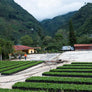 Ceiba | Guatemala Core Coffee | 25 lb | A-7160