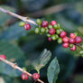 El Pino | Honduras Core Coffee | 50 lb | A-7076