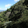 El Pino | Honduras Core Coffee | 50 lb | A-7076