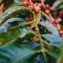 Ethiopia Resette Tsebel Washed | 25lb | A-5717