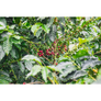 Palmera | Colombia Core Coffee | 50 lb | A-7076