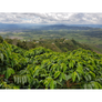 Palmera | Colombia Core Coffee | 50 lb | A-7076