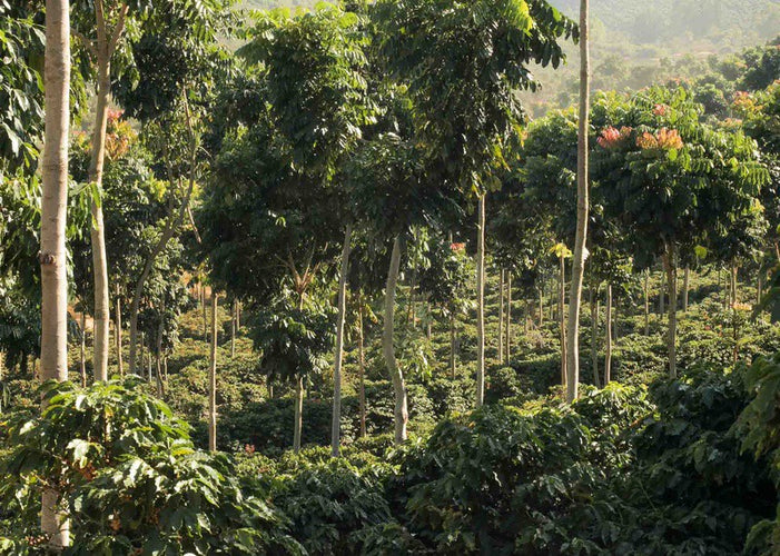 Sustainability at Fazenda Primavera