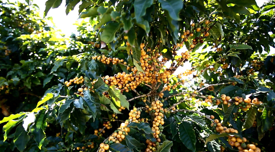 Harvesting and Processing in Cerrado Mineiro, Brazil