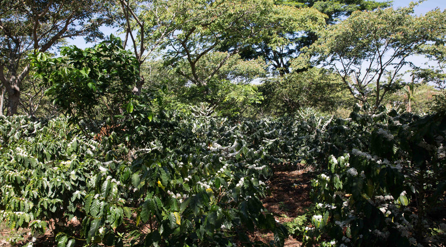 El Salvador’s Coffeelands