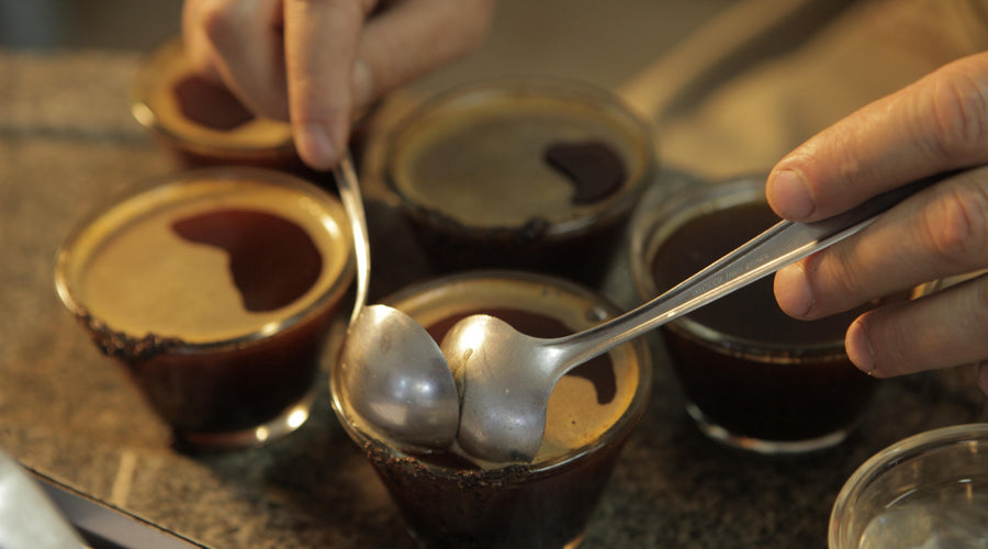 Q Arabica Calibration Course