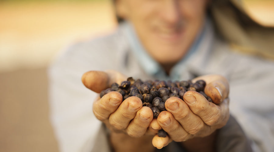 Coffee Farming in Cerrado Mineiro