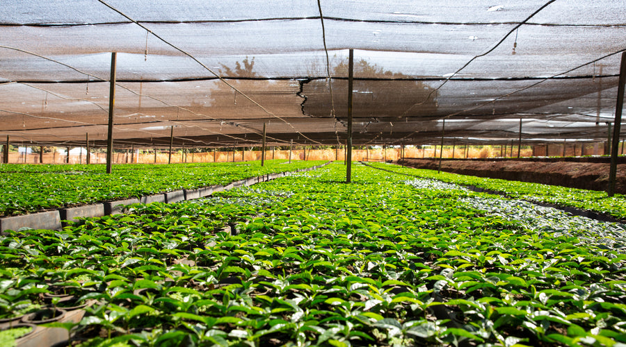 Ally Coffee Champ Trip 2022 - Media from our Guests