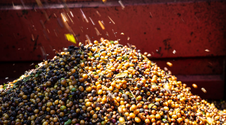 The 2021/22 Coffee Year in Review: Market Statistics, Logistics Updates, and Future Outlook