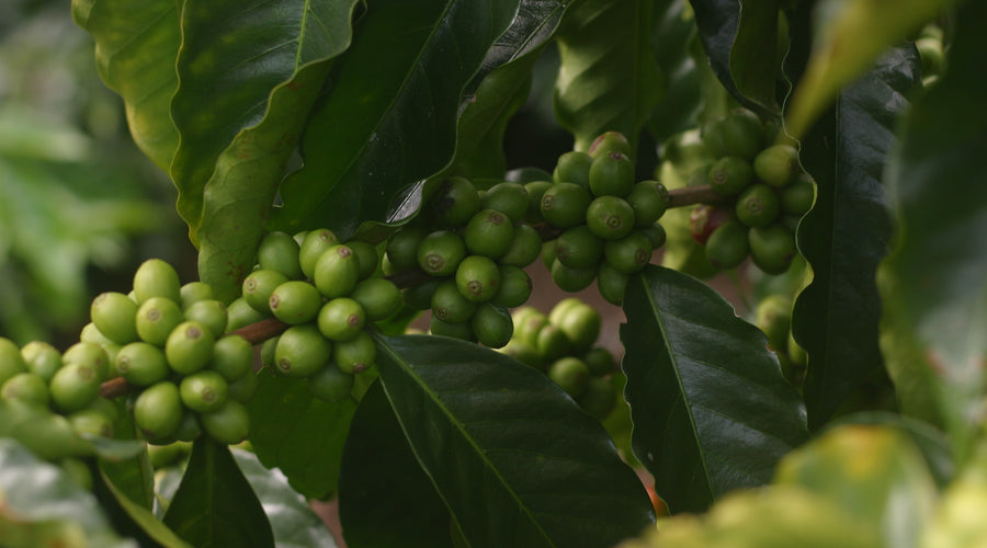 Origin Report - Colombia