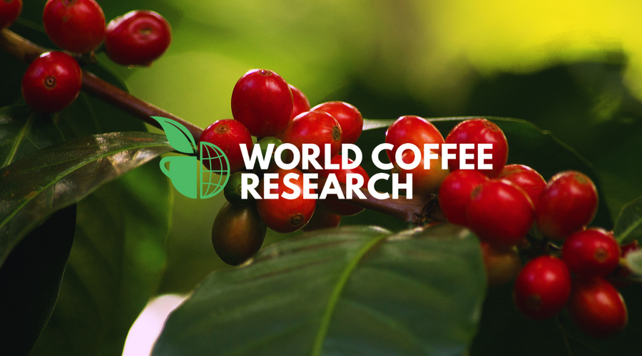 Ally Coffee Partners with World Coffee Research
