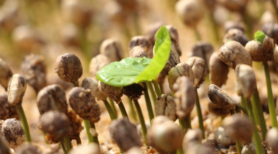 Roasting Origins: Brazil Edition—An Event from Ally Coffee and Cropster