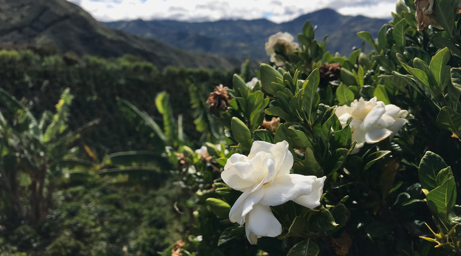 Origin Report - Colombia