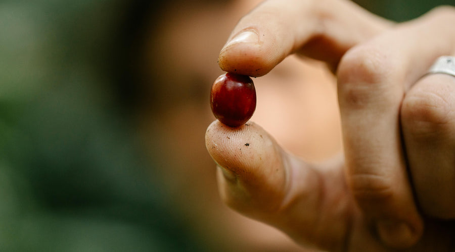 Understanding Colombia's Coffee Harvesting Seasons