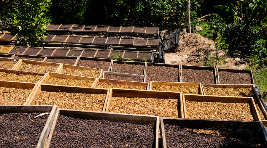 Coffee Processing: Washed, Natural, In-Between, and Beyond