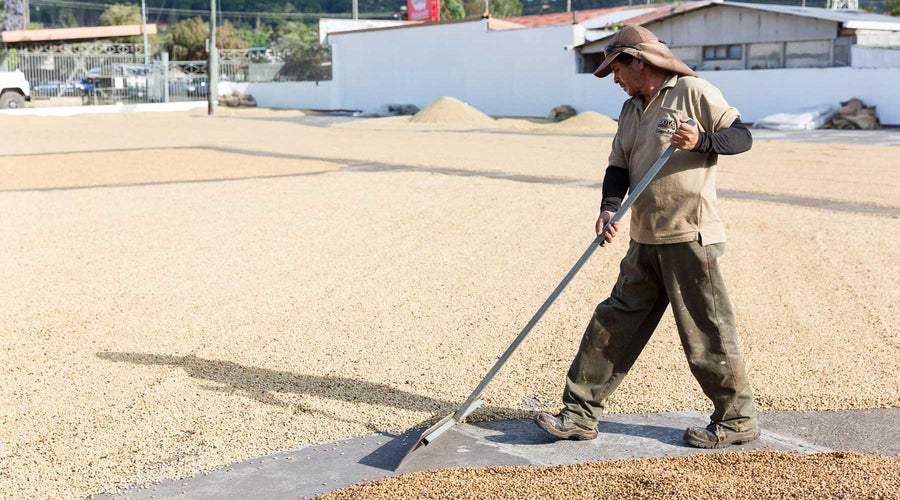 Costa Rica Coffee from Coopedota