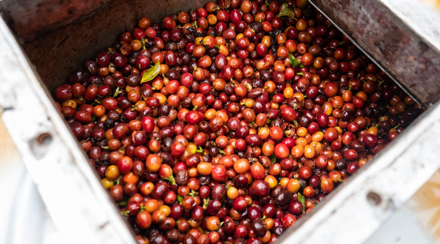 Green Coffee Purchase Planning Pt 2: Making decisions and executing your plan