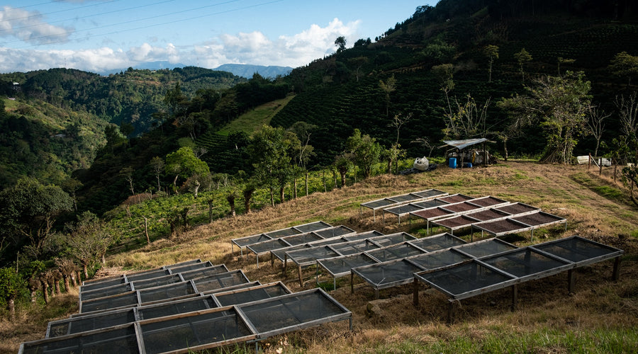 Coffee Production and Technology: A Panel Recap