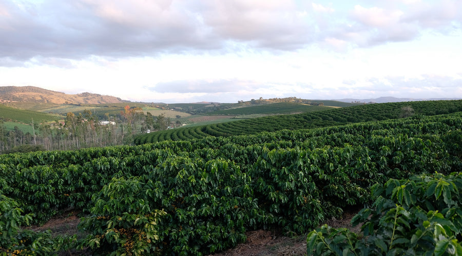 A Few Questions With... Simone Carneiro de Morais Sousa