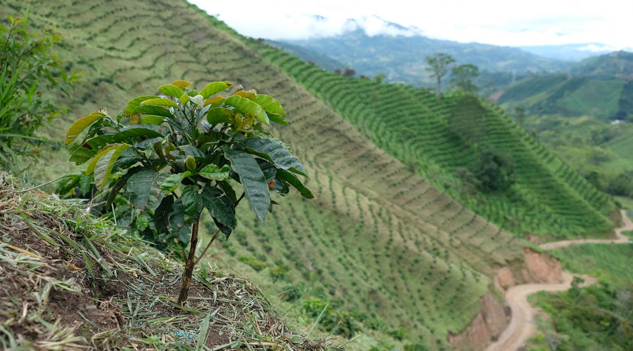 Origin Report - Colombia