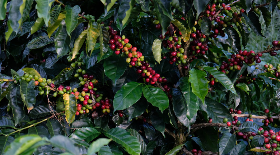 Origin Report - Costa Rica
