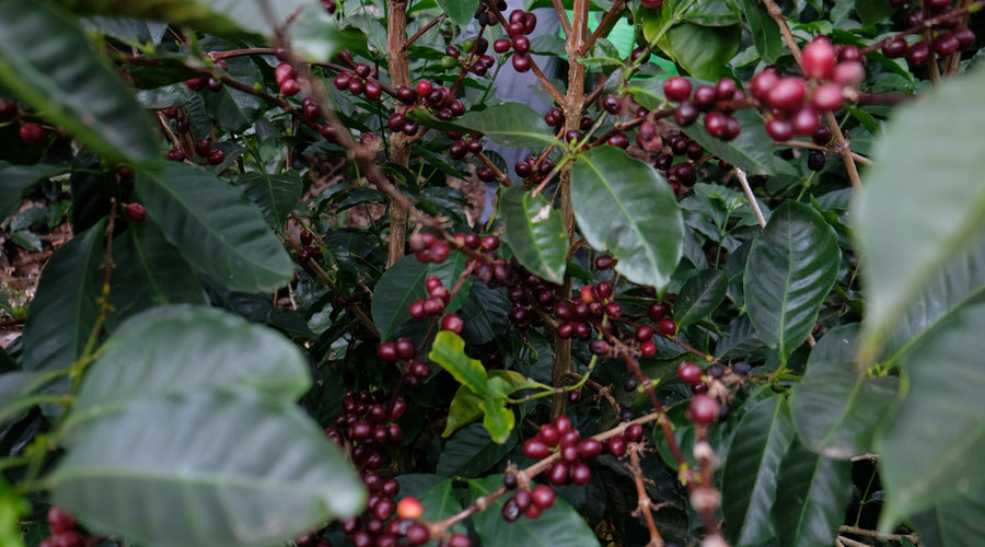 Origin Report - El Salvador