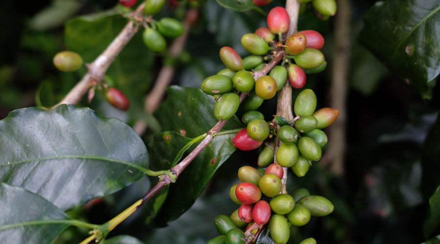 Origin Report - Honduras