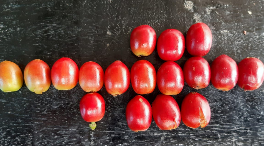 The Coffee Year In Review: Market Statistics, Logistical Challenges, and Future Outlook