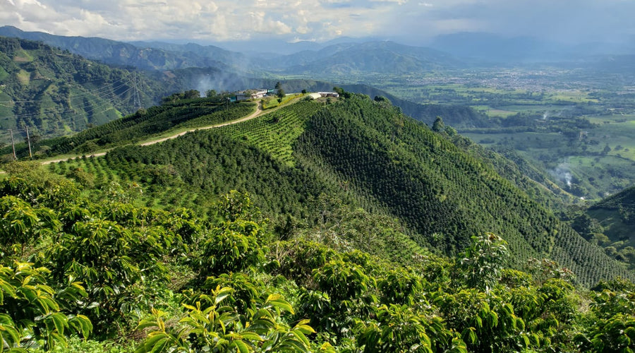 Roasting Origins: Colombia Edition—An Event from Ally Coffee and Cropster