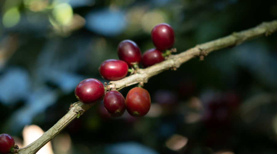 Origin Report - El Salvador