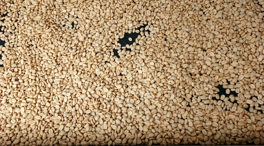 Origin Report - Nicaragua