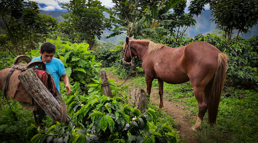 Origin Report - Peru
