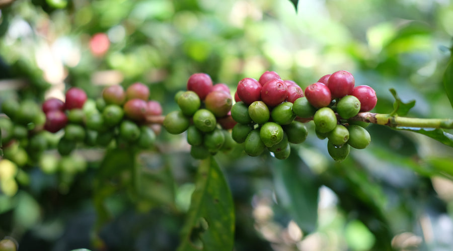 Ally Coffee Live on Instagram from Costa Rica