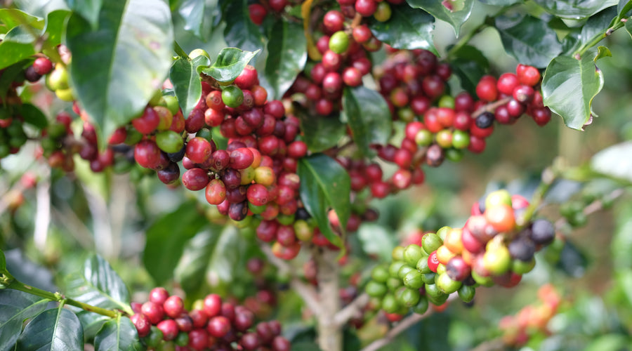 Origin Report - Costa Rica