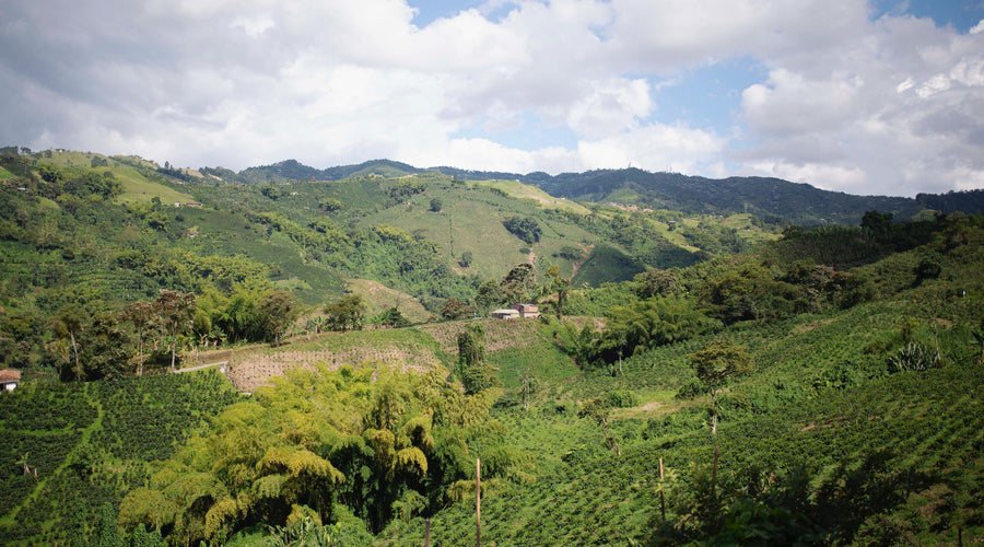 Origin Report - Colombia