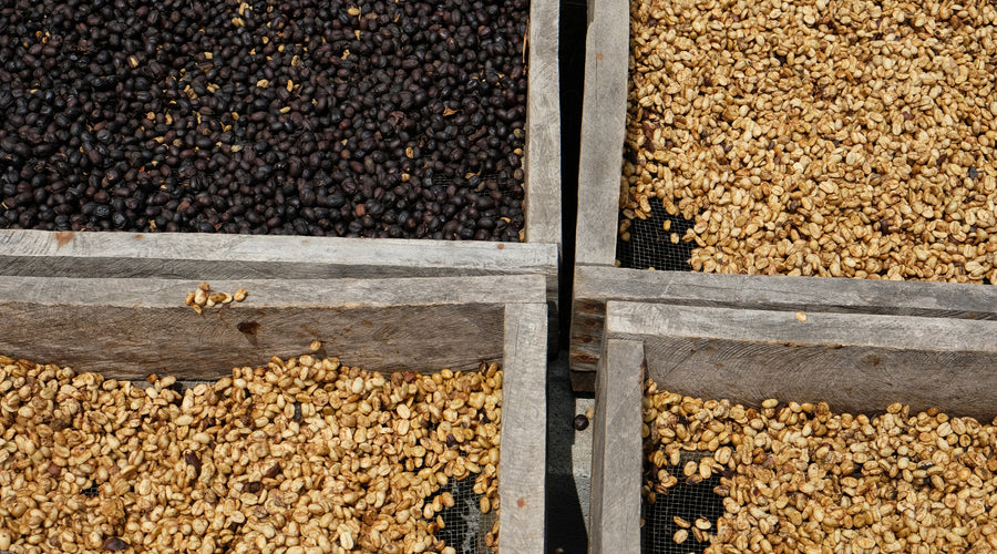 Green Coffee Purchase Planning Pt 2: Making decisions and executing your plan