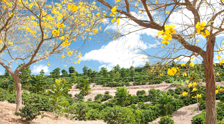 Coffee Varieties of Brazil