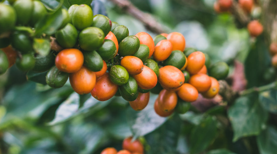 Continuing Innovation in Coffee Processing at Finca Monteblanco