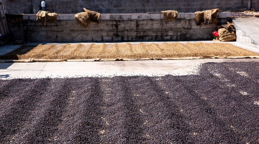 Regenerative Organic Farming
