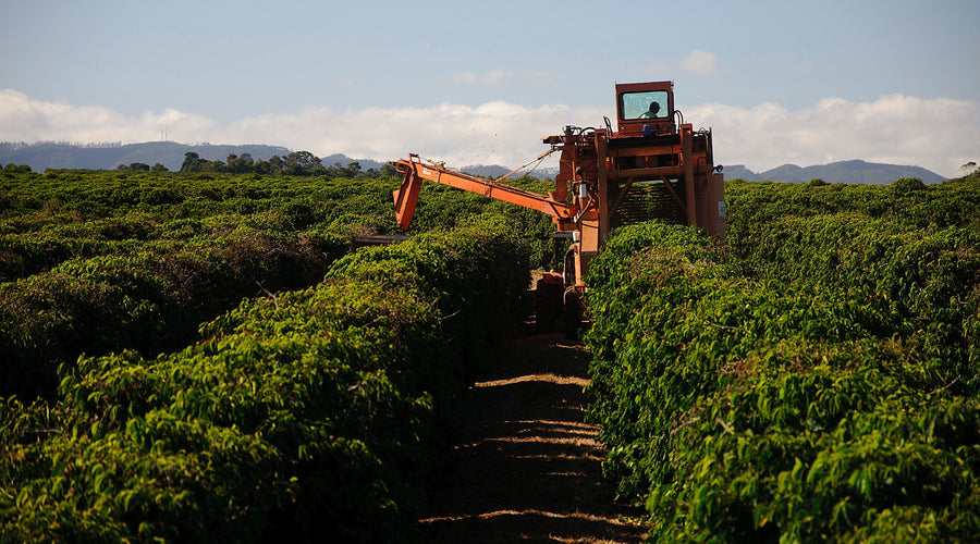 Understanding The Brazilian Coffee Grading System