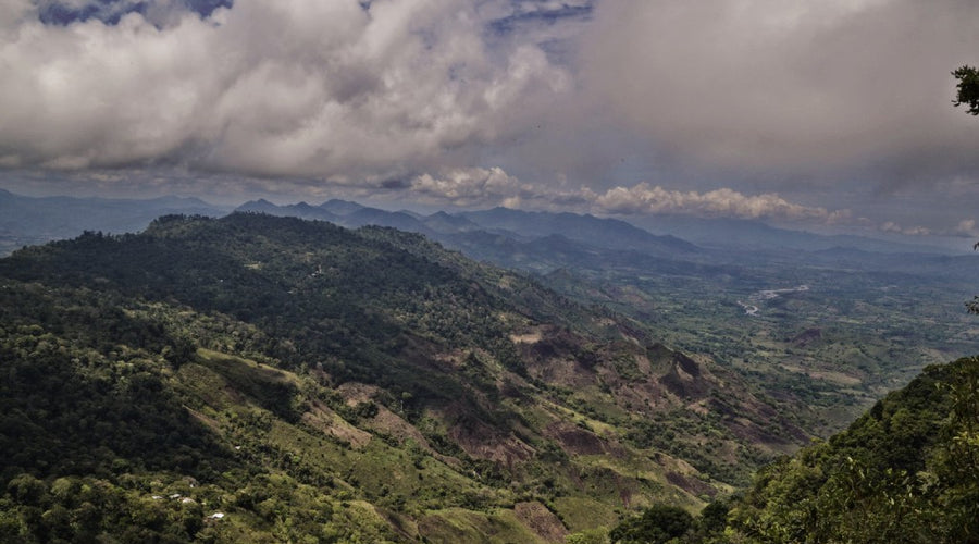 Producing Organic Coffee