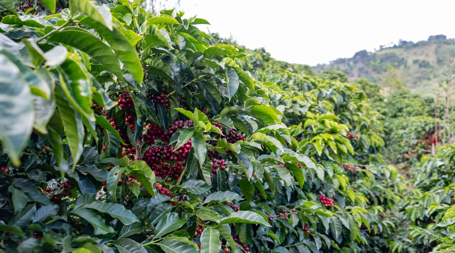 Roble Negro’s Coffee Forest