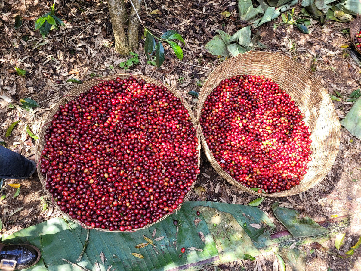 Ethiopia's Coffee Growing Regions | Ally Open Blog by Ally Coffee