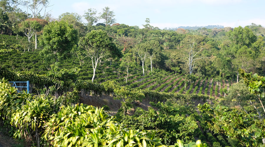 Origin Report - Costa Rica