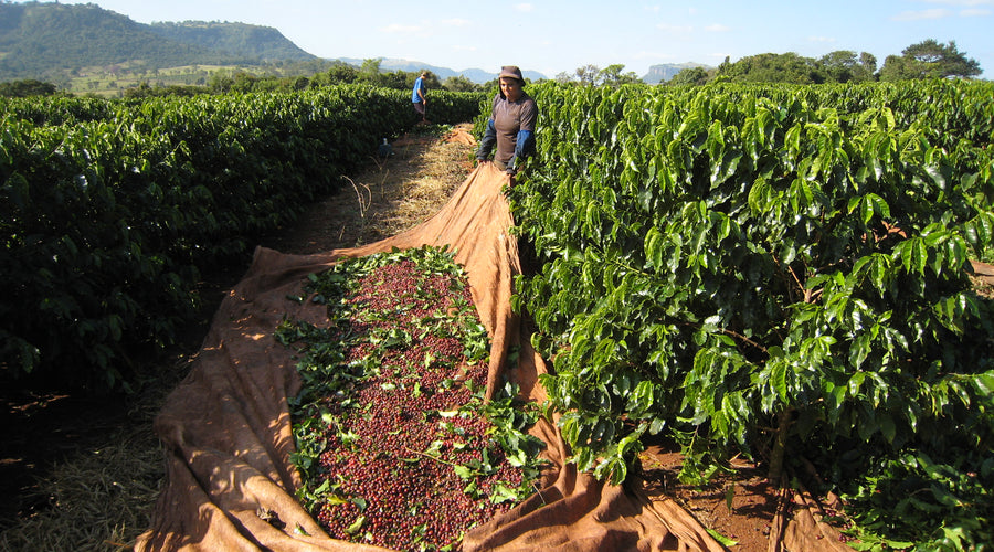 Coffee Regions of Brazil