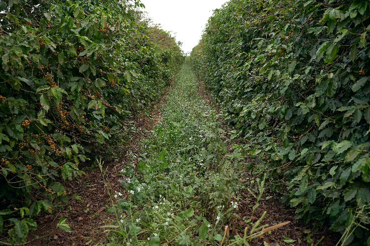 Regenerative Organic Farming