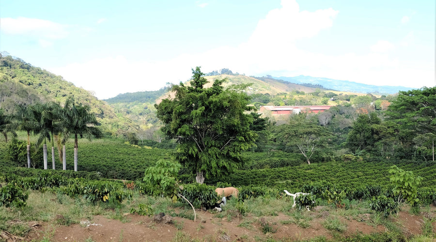 Hacienda Sonora: Ally Coffee Selections