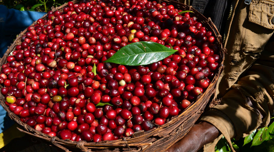Origin Report - Ethiopia
