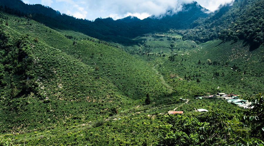 Origin Report - Guatemala