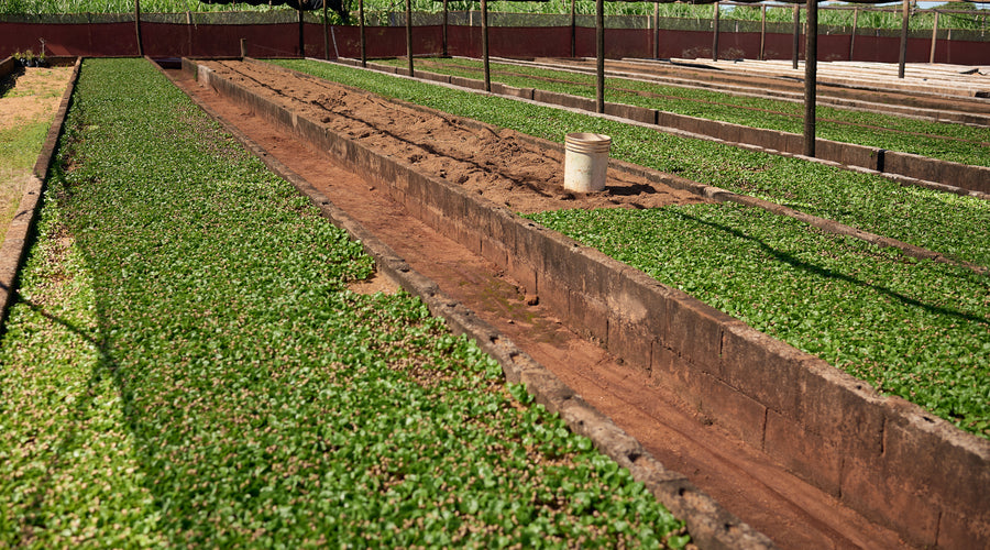 Understanding Coffee Nurseries